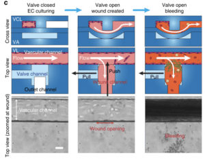 Microfluidic bleeding device to investigate clinical clotting mechanisms